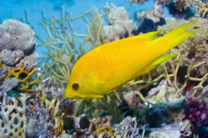Female Slingjaw wrasse {Epibulus insidiator} amongst coral, Red Sea, Egypt Female Slingjaw wrasse {Epibulus insidiator} amongst coral, Red Sea, Egypt