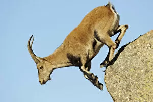Female Spanish / Iberian ibex (Capra pyrenaica) jumping from rock, Gredos mountains