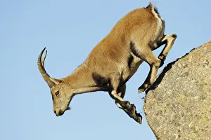 Female Spanish / Iberian ibex (Capra pyrenaica) jumping from rock, Gredos mountains Female Spanish / Iberian ibex (Capra pyrenaica) jumping from rock, Gredos mountains