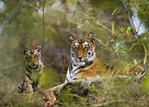 Female Tiger {Panthera tigris} with four-month-old cub, Bandhavgarh NP, India Female Tiger {Panthera tigris} with four-month-old cub, Bandhavgarh NP, India