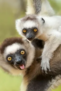 Female Verreaux's sifaka (Propithecus verreauxi) carrying infant in forest canopy Female Verreaux's sifaka (Propithecus verreauxi) carrying infant in forest canopy