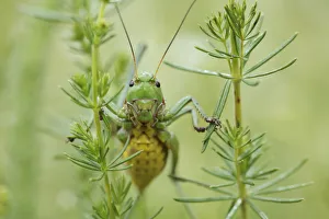 Female Wart biter bush cricket (Decticus verrucivorus) on plants, Stenje region Female Wart biter bush cricket (Decticus verrucivorus) on plants, Stenje region