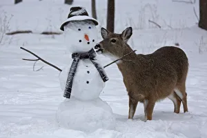 Female White-tailed deer (Odocoileus virginianus) with snowman, New York, USA, February Female White-tailed deer (Odocoileus virginianus) with snowman, New York, USA, February