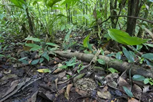 Fer-de-lance (Bothrops asper) camouflaged on the rainforest floor, Corcovado National Park