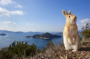 Feral domestic rabbit (Oryctolagus cuniculus) standing on hind legs on coast, Okunojima Island Feral domestic rabbit (Oryctolagus cuniculus) standing on hind legs on coast, Okunojima Island