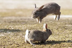Feral domestic rabbit (Oryctolagus cuniculus) males fighting one leaping into the air Feral domestic rabbit (Oryctolagus cuniculus) males fighting one leaping into the air