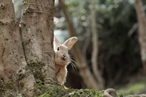 Images Dated 20th March 2010: Feral domestic rabbit (Oryctolagus cuniculus) looking round tree trunk, Okunojima Island