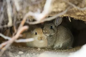 Feral domestic rabbit (Oryctolagus cuniculus) babies in burrow, Okunojima Island