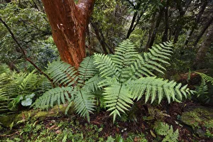 Fern forest in the Yushan National Park, Taiwan Fern forest in the Yushan National Park, Taiwan