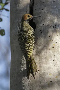 Fernandina's flicker (Colaptes fernandinae) at hole in tree, Cuba. Vulnerable species Fernandina's flicker (Colaptes fernandinae) at hole in tree, Cuba. Vulnerable species