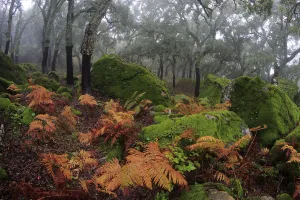 Ferns on the forest floor with Cork trees (Quercus suber Ferns on the forest floor with Cork trees (Quercus suber