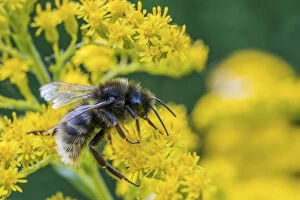 Asterales Gallery: Field cuckoo bumblebee (Bombus campestris) feeding on Goldenrod (Solidago). Monmouthshire