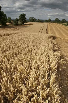 Images Dated 22nd August 2011: Field of ripe Oats with Combine harvester in the distance, Haregill Lodge Farm, Ellingstring