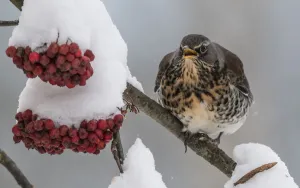 Fieldfare (Turdus pilaris) feeding on Rowan berries, Finland, December Fieldfare (Turdus pilaris) feeding on Rowan berries, Finland, December