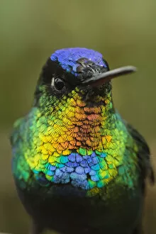Trochilidae Collection: Fiery throated hummingbird (Panterpe insignis) an endemic bird species. Talamanca Range