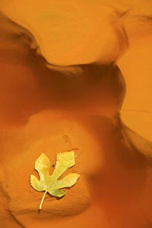 Images Dated 18th August 2007: Fig leaf in water from the Ro Tinto, or Red River, very acidic and coloured deep