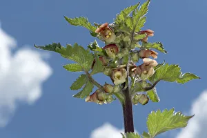 Figwort (Scrophularia grandiflora) against sky Figwort (Scrophularia grandiflora) against sky