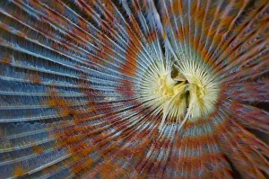 Detail of the filter feeding apendange of Peacock worm (Sabella pavonina) Loch Carron Detail of the filter feeding apendange of Peacock worm (Sabella pavonina) Loch Carron