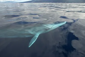Fin whale (Balaenoptera physalus) near surface, Pico Island in background, Azores Fin whale (Balaenoptera physalus) near surface, Pico Island in background, Azores