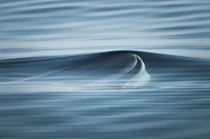 Fin whale (Balaenoptera physalus) surfacing, Bay of Fundy, New Brunswick, Canada, August Fin whale (Balaenoptera physalus) surfacing, Bay of Fundy, New Brunswick, Canada, August