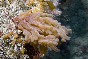 Finger Bryozoan / Sea Mat (Alcyonidium diaphanum). Channel Islands, UK, June Finger Bryozoan / Sea Mat (Alcyonidium diaphanum). Channel Islands, UK, June