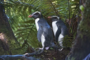 Spheniscidae Gallery: Fiordland crested penguins (Eudyptes pachyrhynchus) in dense coastal forest, Lake Moeraki