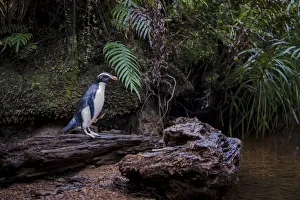 Eudyptes Gallery: Fiordland penguin (Eudyptes pachyrhynchus) heads back up stream to its nest in the