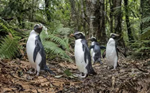Eudyptes Gallery: Fiordland penguins (Eudyptes pachyrhynchus) walk along a forest path