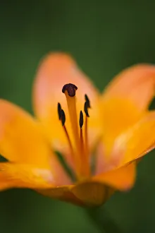 Fire lily (Lilium bulbiferrum) flower, Triglav National Park, Slovenia, June 2009 Fire lily (Lilium bulbiferrum) flower, Triglav National Park, Slovenia, June 2009