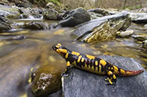 Fire salamander (Salamandra salamandra) female almost ready to give birth to her Fire salamander (Salamandra salamandra) female almost ready to give birth to her