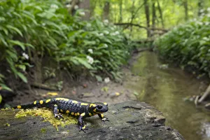 Fire salamander (Salamandra salamandra) in forest habitat, Hallerbos, Belgium. May Fire salamander (Salamandra salamandra) in forest habitat, Hallerbos, Belgium. May
