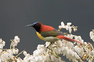 Fire-tailed sunbird (Aethopyga ignicauda) perched amongst blossom. North Sikkim, India Fire-tailed sunbird (Aethopyga ignicauda) perched amongst blossom. North Sikkim, India
