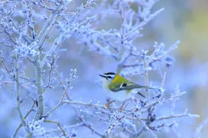 Firecrest (Regulus ignicapillus) perched on a frozen branch, Cadiz, Andalusia, Spain Firecrest (Regulus ignicapillus) perched on a frozen branch, Cadiz, Andalusia, Spain