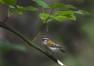 Firecrest (Regulus ignicapillus) male singing, Norfolk, UK, April Firecrest (Regulus ignicapillus) male singing, Norfolk, UK, April