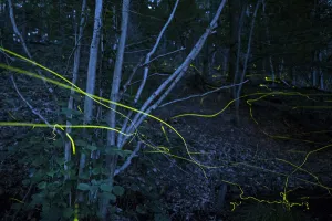 Firefly (Lamprohiza splendidula) light trails in woodland at night, multiple exposure Firefly (Lamprohiza splendidula) light trails in woodland at night, multiple exposure