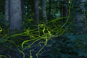Firefly (Lamprohiza splendidula) light trails of males in forest at dusk, Bavaria Firefly (Lamprohiza splendidula) light trails of males in forest at dusk, Bavaria