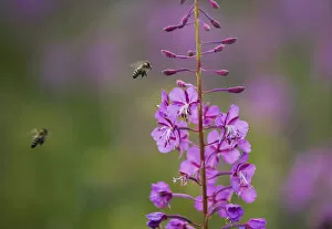 Images Dated 19th August 2009: Fireweed (Chamerion angustifolium angustifolium) with bees in flight, Triglav National Park