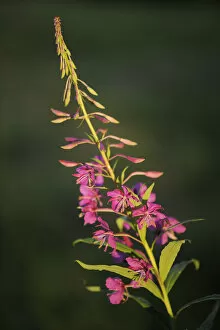 Images Dated 8th July 2009: Fireweed / Rosebay willowherb (Chamerion angustifolium angustifolium) in flower, Kuhmo