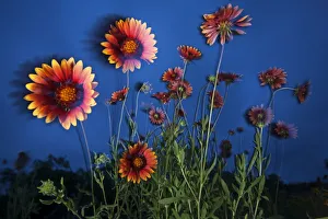 Firewheel (Gaillardia pulchella) flowers at twilight, Laredo Borderlands, Texas, USA Firewheel (Gaillardia pulchella) flowers at twilight, Laredo Borderlands, Texas, USA