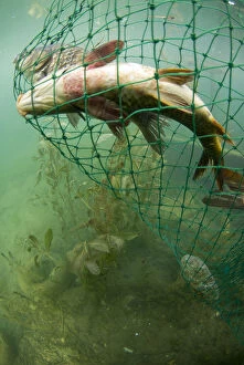 Images Dated 19th May 2008: Fish caught in nets, Lake Skadar, Lake Skadar National Park, Montenegro, May 2008