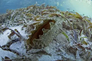 Flag pen shell (Atrina vexillum) in Passe Magnan / Magnan channel, Aldabra, Indian Ocean Flag pen shell (Atrina vexillum) in Passe Magnan / Magnan channel, Aldabra, Indian Ocean