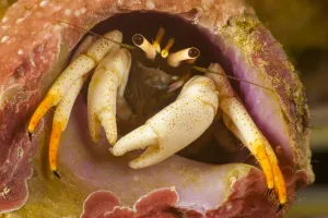 Flame tip hermit crab (Calcinus minutus), a left-handed hermit crab that is often found Flame tip hermit crab (Calcinus minutus), a left-handed hermit crab that is often found