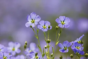 Flax flowers (Linum usitatissimum) Monmouthshire, Wales, UK, May Flax flowers (Linum usitatissimum) Monmouthshire, Wales, UK, May