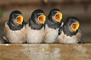 Images Dated 19th August 2009: Fledgling Barn swallows (Hirundo rustica) calling for food in barn. Dorset, UK, August