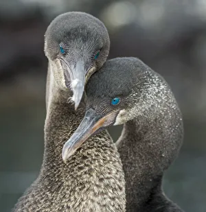 Flightless cormorant (Phalacrocorax harrisi) pair in courtship Puerto Pajas Flightless cormorant (Phalacrocorax harrisi) pair in courtship Puerto Pajas