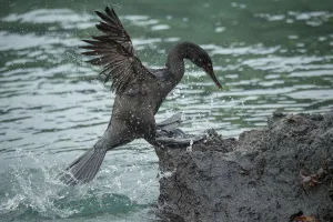 Flightless cormorant (Phalacrocorax harrisi) coming ashore amongst crabs Flightless cormorant (Phalacrocorax harrisi) coming ashore amongst crabs