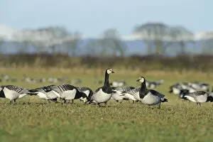 Images Dated 18th December 2011: Flock of Barnacle geese (Branta leucopsis) feeding on grazing marshes, Caerlaverock WWT