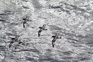 Images Dated 9th January 2011: Flock of Cape petrels (Daption capense capense) in flight against the sea. Against the sun
