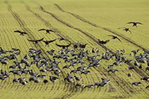 Flock of Dark-bellied brent geese (Branta bernicla bernicla) feeding on crops, South Swale Flock of Dark-bellied brent geese (Branta bernicla bernicla) feeding on crops, South Swale