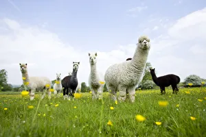 Flock of domestic Alpaca {Lama pacos}, bred in the UK for their soft wool, UK Flock of domestic Alpaca {Lama pacos}, bred in the UK for their soft wool, UK